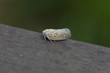 white bug on wood