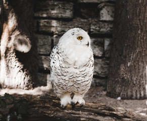 Schnee-Eule