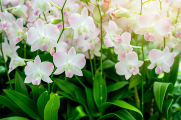Fototapeta na wymiar Orchids with sunshine at the garden