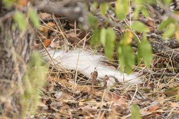 Close-up of tail of hiding wild dog, Lycaon Pictus