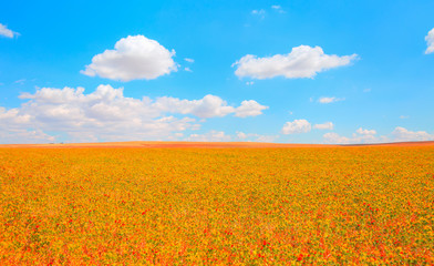 Colorful field of Safflower flowers is yellow, orange, red and green