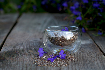  Glass bowl with chia seeds and violet flowers on wooden background