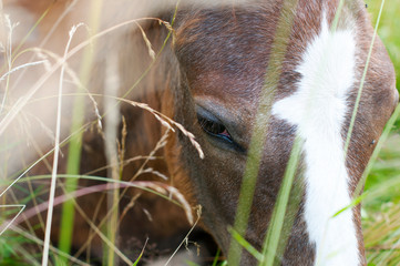 white mare with chestnut foliage in the mountains of a beautiful sunny day