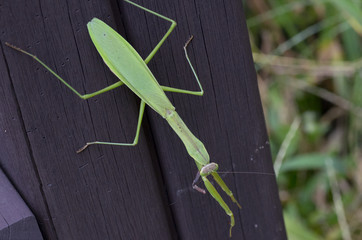mantis on wood