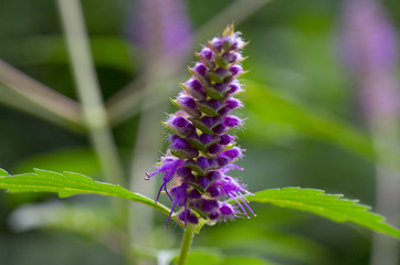 blossom of violet flower Ajuga multiflora 