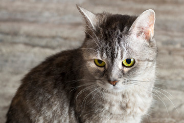 gray cat with green eyes