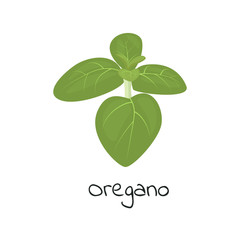 Oregano herb isolated vector illustration.