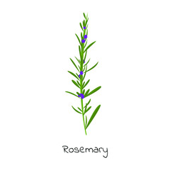 Fototapeta na wymiar Rosemary herb isolated vector illustration.