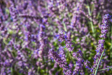 Lavender plant growing in a garden