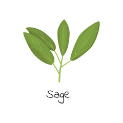 Sage herb isolated vector illustration.