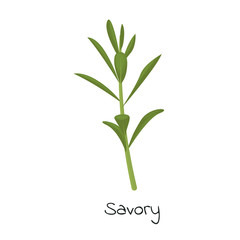 Fototapeta na wymiar Savory herb isolated vector illustration.