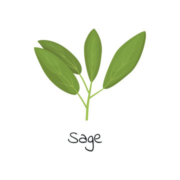 Sage herb isolated vector illustration.