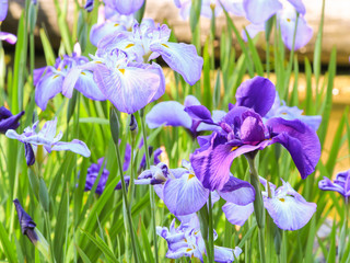 菖蒲の花　iris　福岡県北九州市戸畑区