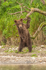 Ruling the landscape, brown bears of Kamchatka (Ursus arctos beringianus)