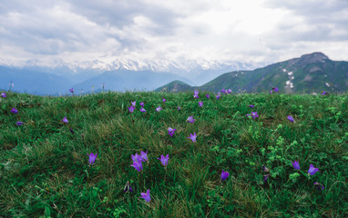 Wild lilac small wildflowers in a meadow against the backdrop of snow-capped mountains. Georgia, Svaneti.