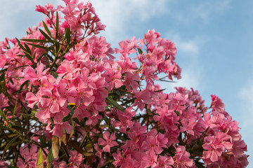 Light pink Nerium oleander flowers on Sardinia with blue sky in background