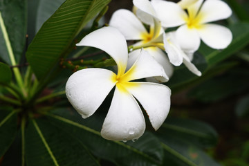 Plumeria blossom with water drops on tree , White frangipani flowers with leaf on green background, Freshness of plants after rain fall