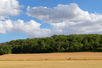 Cyclist and wheat field in the french Gâtinais regional nature park