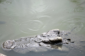 Big crocodile on the farm , Thailand