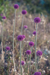 Wild allium (onion) flowers on Sardinia