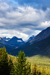 Fototapeta premium Canadian forest in Jasper national Park