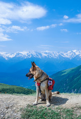 german shepherd dog traveller