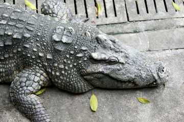 Big crocodile on the farm , Thailand