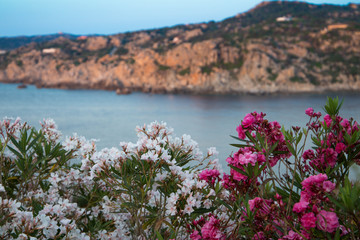 Beautiful flowers and sea landscape of Santa Teresa di Gallura, Sardinia