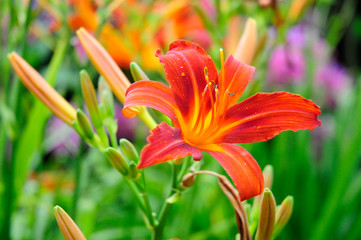 Lilie © Claudia Braune