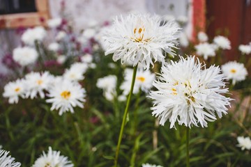 Close up white flowers on natural light. Summer day in Europe, Portugal.