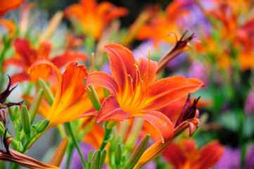 Lilien © Claudia Braune