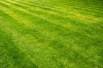 Fototapeta na wymiar Beautiful fresh green lawn field background