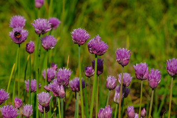 Blühender Schnittlauch im Garten