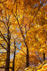 Autumn Trees with golden yellow leaves against the blue sky