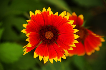 orange flower in the garden