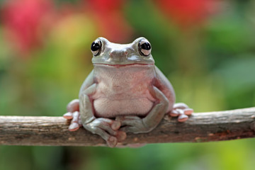 frog sitting on branch, green tree frog
