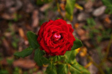 red rose in the garden