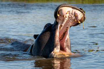 Fototapeta premium Gaping Threat