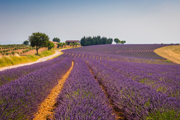 Flowering lavender. Provence, France. Aerial view