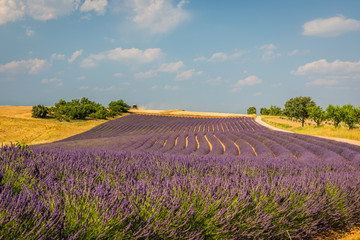 Plakat Flowering lavender. Provence, France. Aerial view