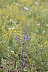 thistle. Чертополох