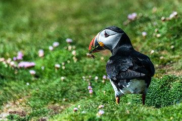 Bright bird against a green grass in the Arctic