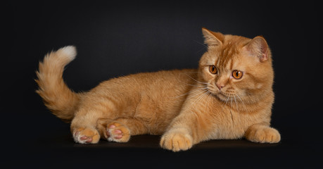 Handsome red young adult British Shorthair cat, laying down side ways. Looking side ways with orange eyes. Isolated on black background.