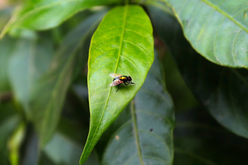 Ladybug on a Green Leaf