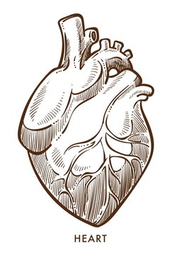 Heart isolated sketch, cardiovascular system, internal organ