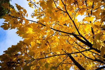 Kiev Beauty Explored while walking