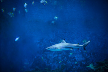 Summer background of underwater ocean and free space for your decoration. 