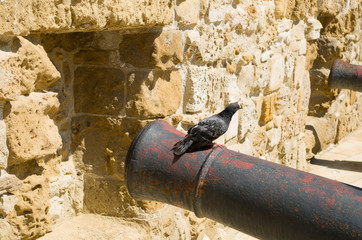 A dove sits on the barrel of a cannon inside an ancient fortification