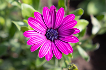 Obraz premium colors of nature