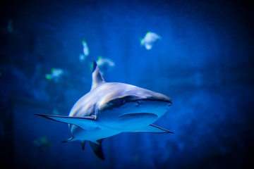 Summer background of underwater ocean and free space for your decoration. 